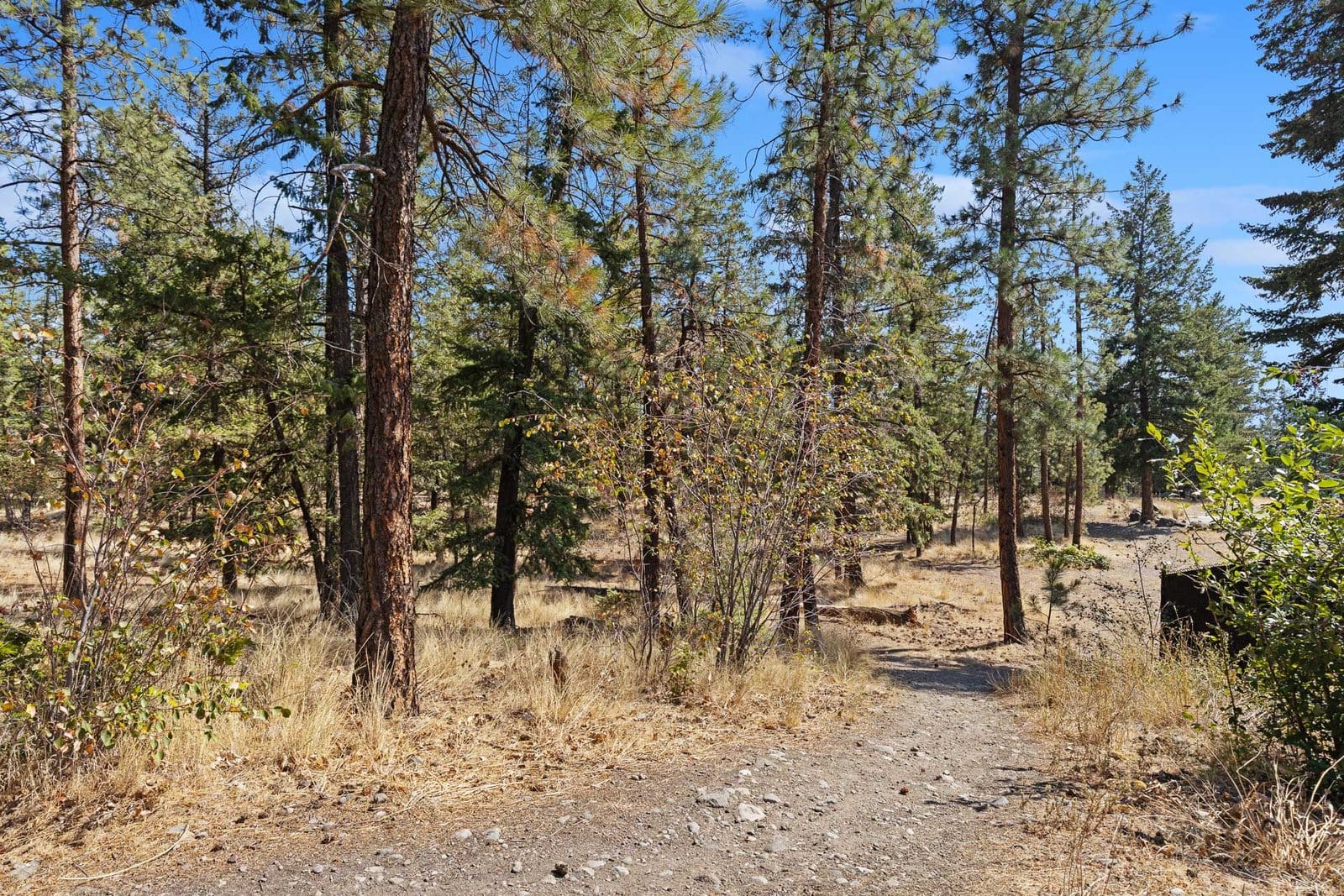 Trail through the pines at Tallus Ridge